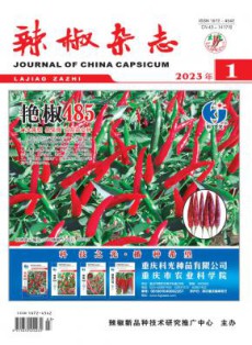 辣椒